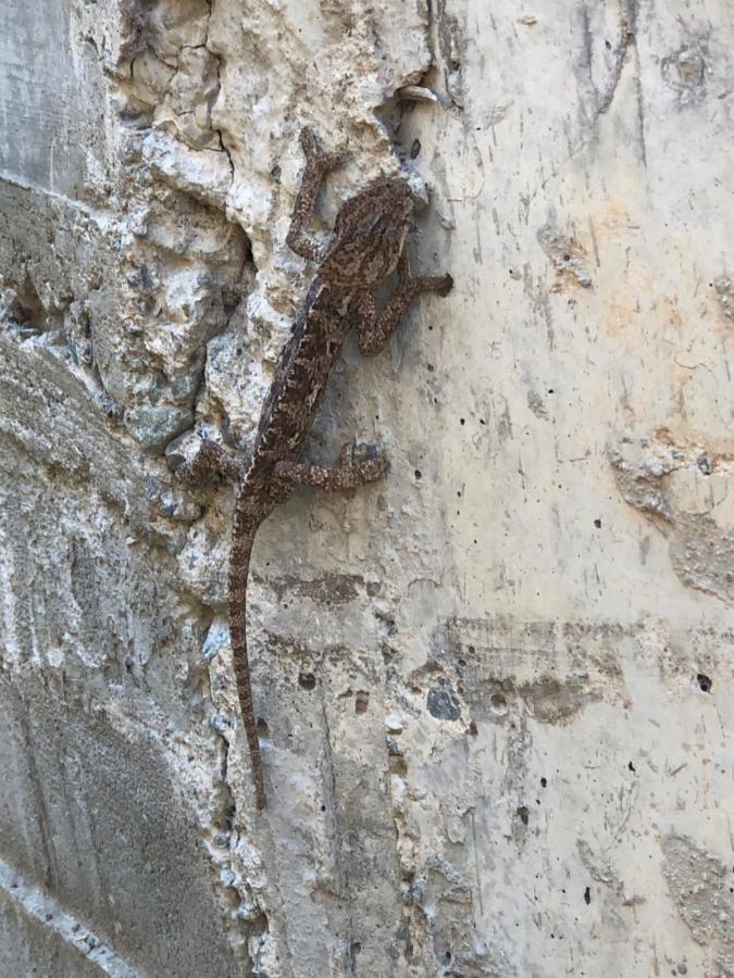 Вилла Retreat Centre Cyprus Zoopiyi Экстерьер фото